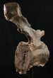 Diplodocus Caudal (Tail) Vertebra - Dana Quarry #10143-5